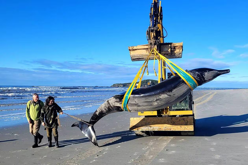 Save whale